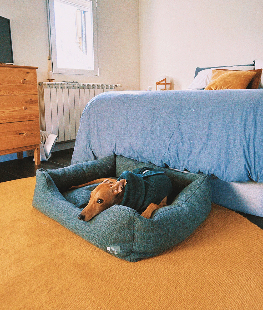 ¿Cuáles son las mejores razas de perro para ciudad?