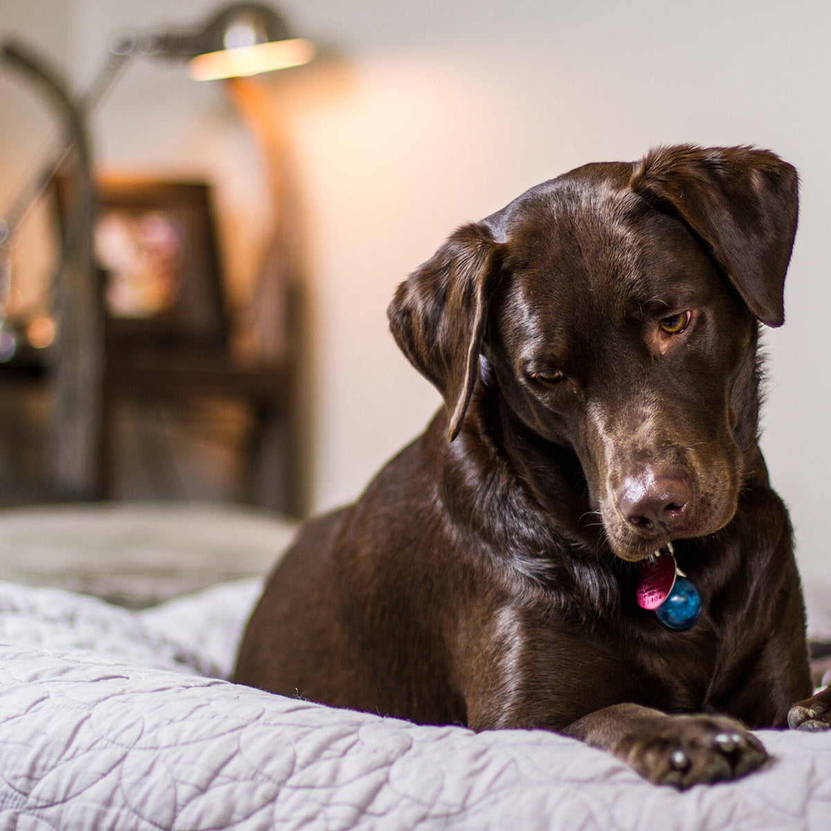 ¿Cuánto vale una cama para perro?