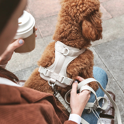 ¿Por qué adoptar perros pequeños en la ciudad?