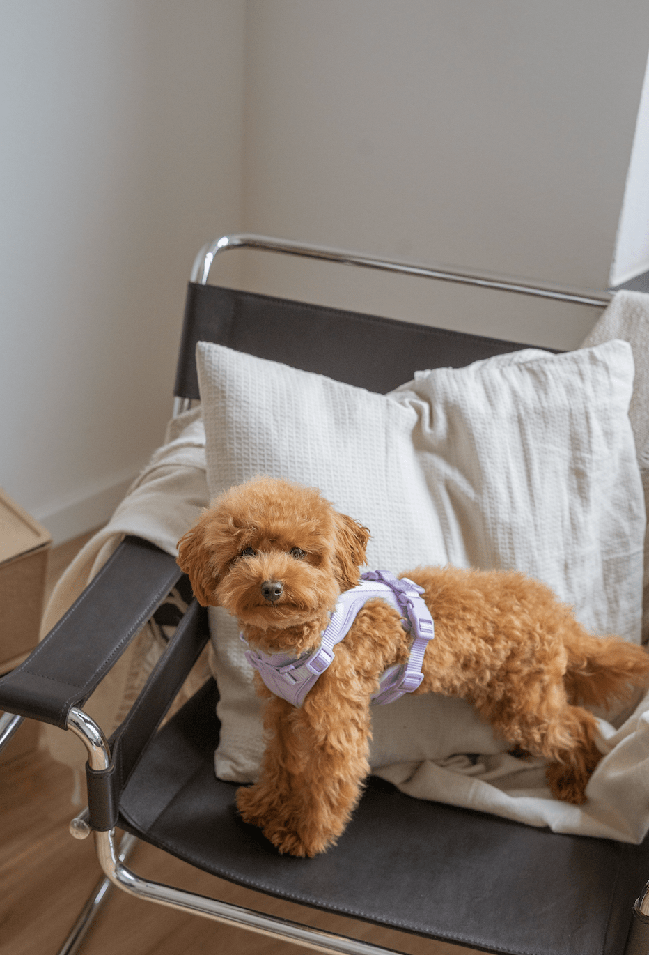 ¿Cómo decorar un piso pequeño con mascota?