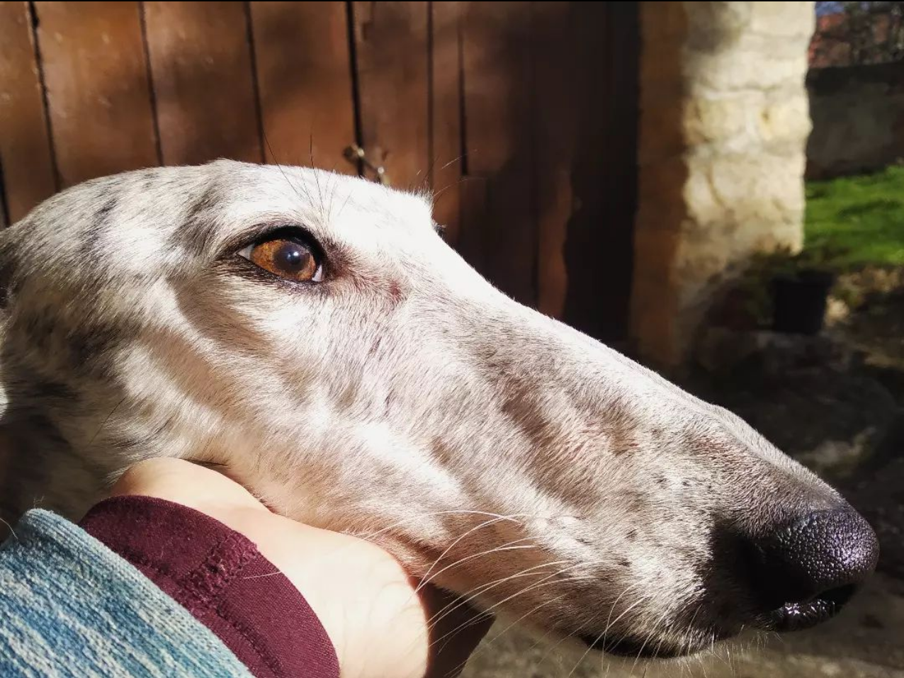 La nueva vida de Alia, una Galga adoptada