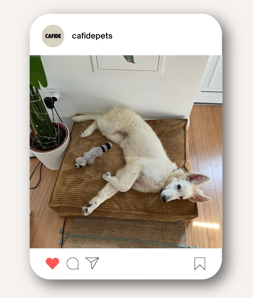 Mustard Corduroy Dog Bed, Cuadra