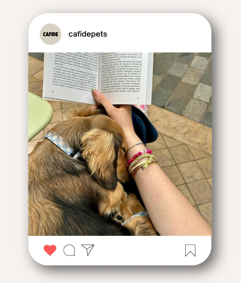 Collier PET Recyclé Vichy Design Bleu, Juno