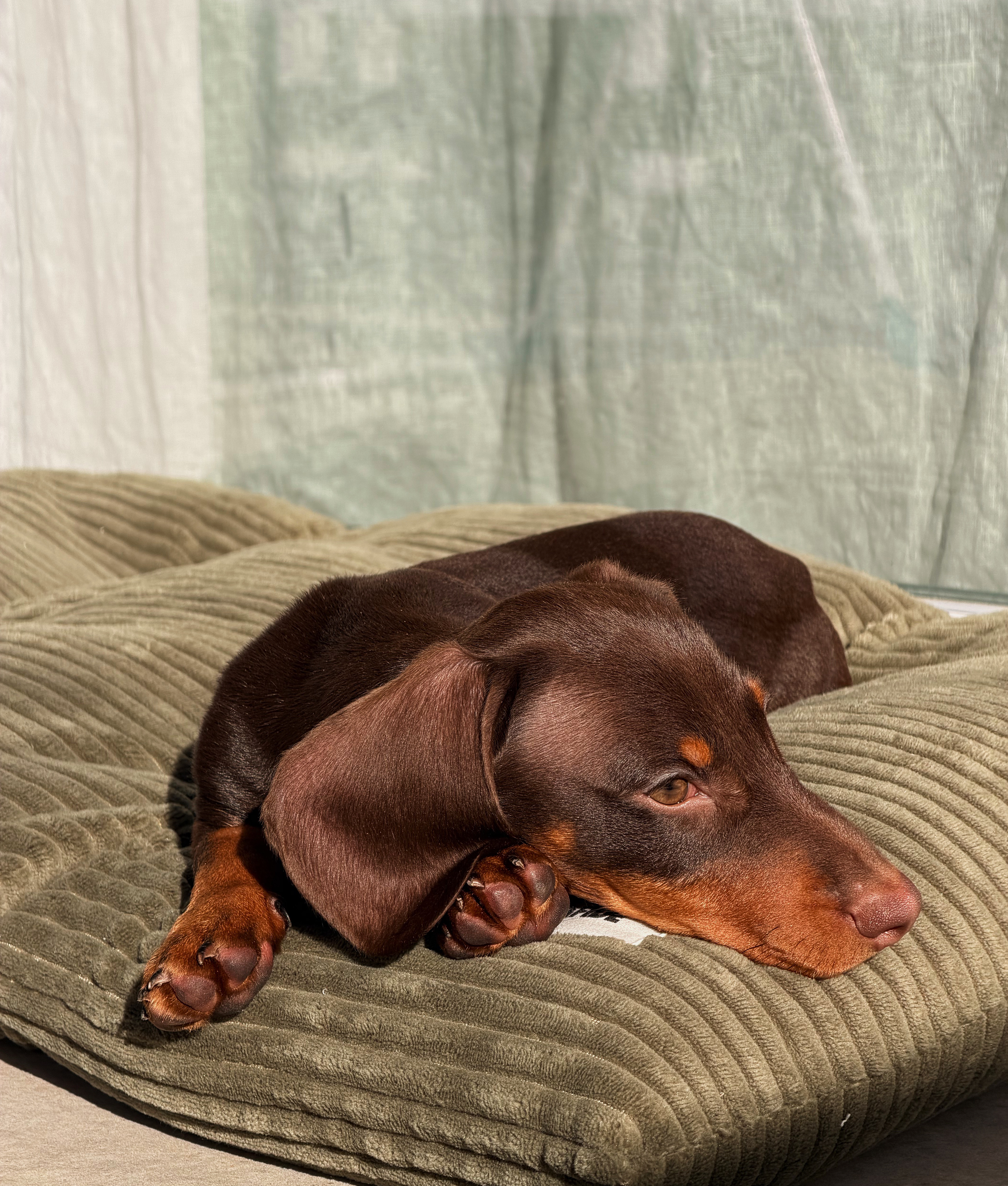 Green Corduroy Dog Cushion Bed, Bela
