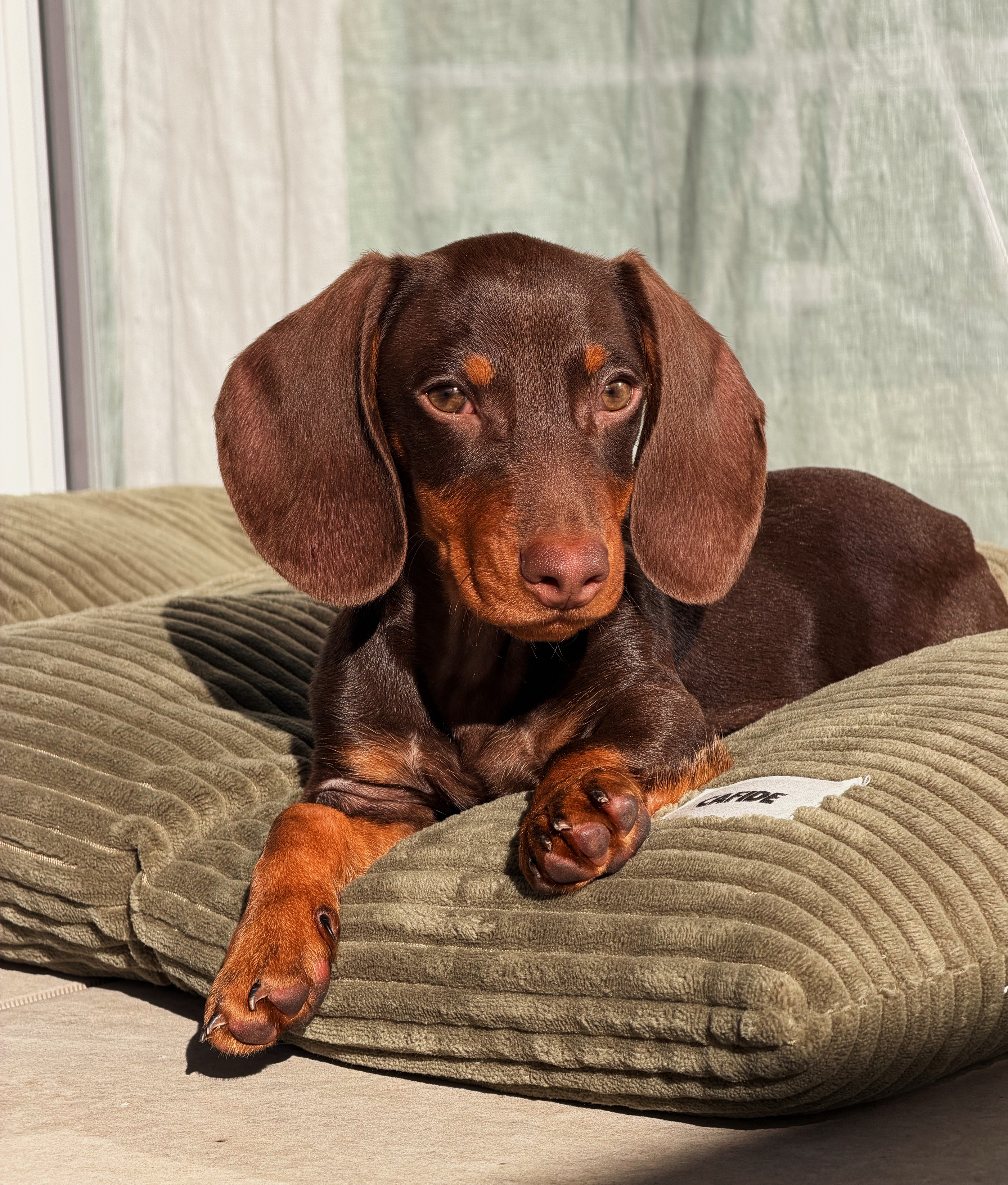 Cojín Cama Perro Pana Verde, Bela