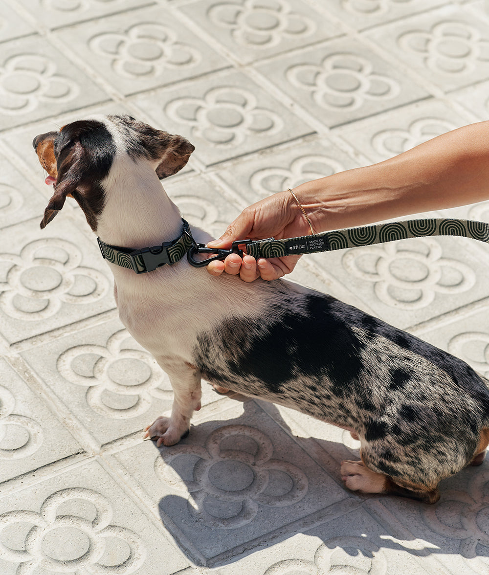 Leash 1.2m Recycled PET Design Japan Green, Juno