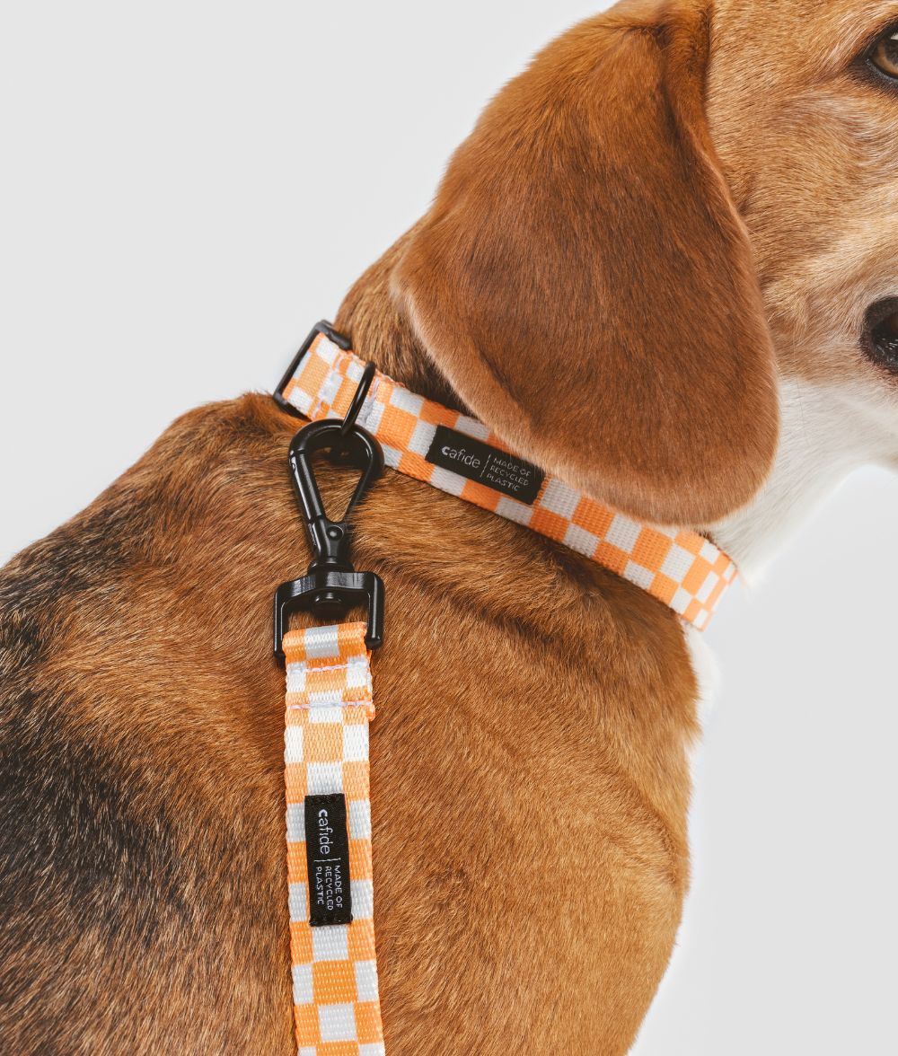 Pack Collar y Correa PET Reciclado Diseño Naranja Melocotón, Juno