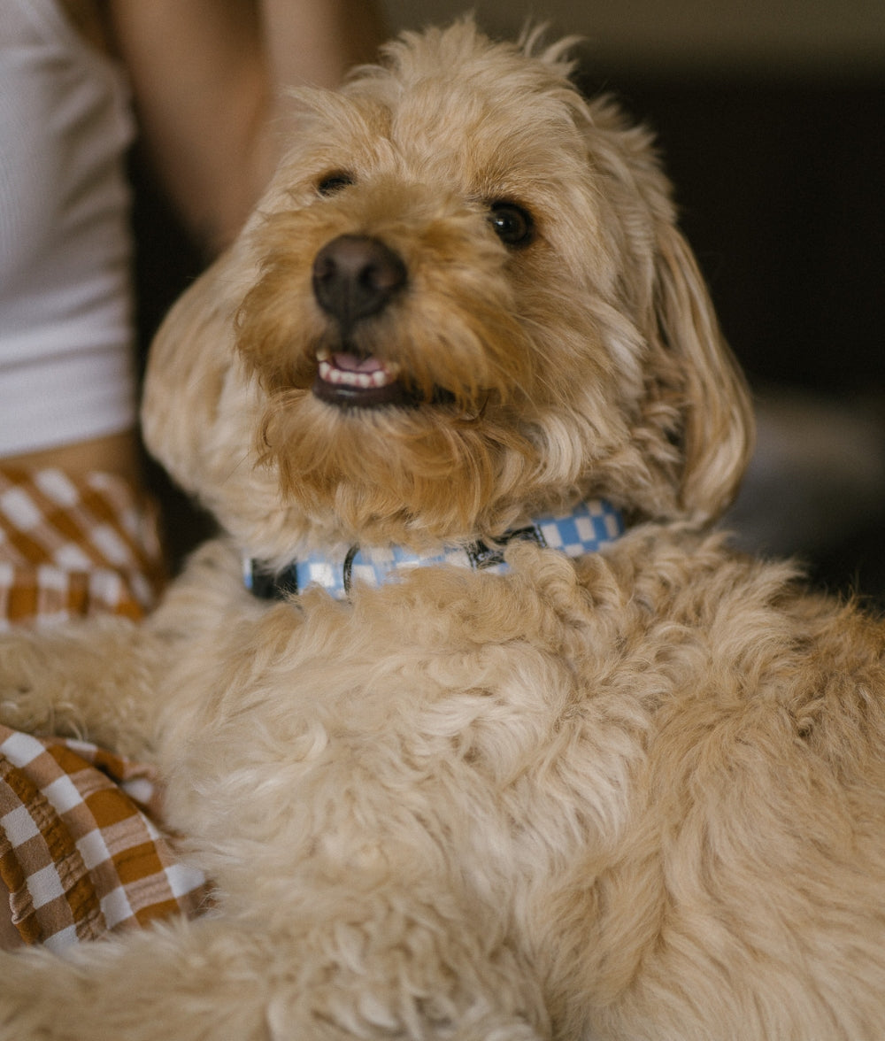 Collier PET Recyclé Vichy Design Bleu, Juno