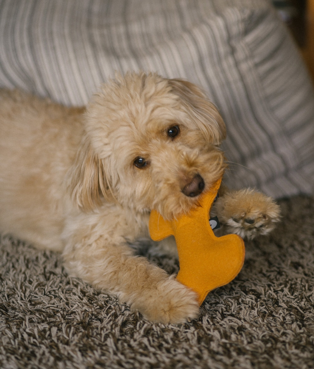 Jouet pour chien moutarde, Play