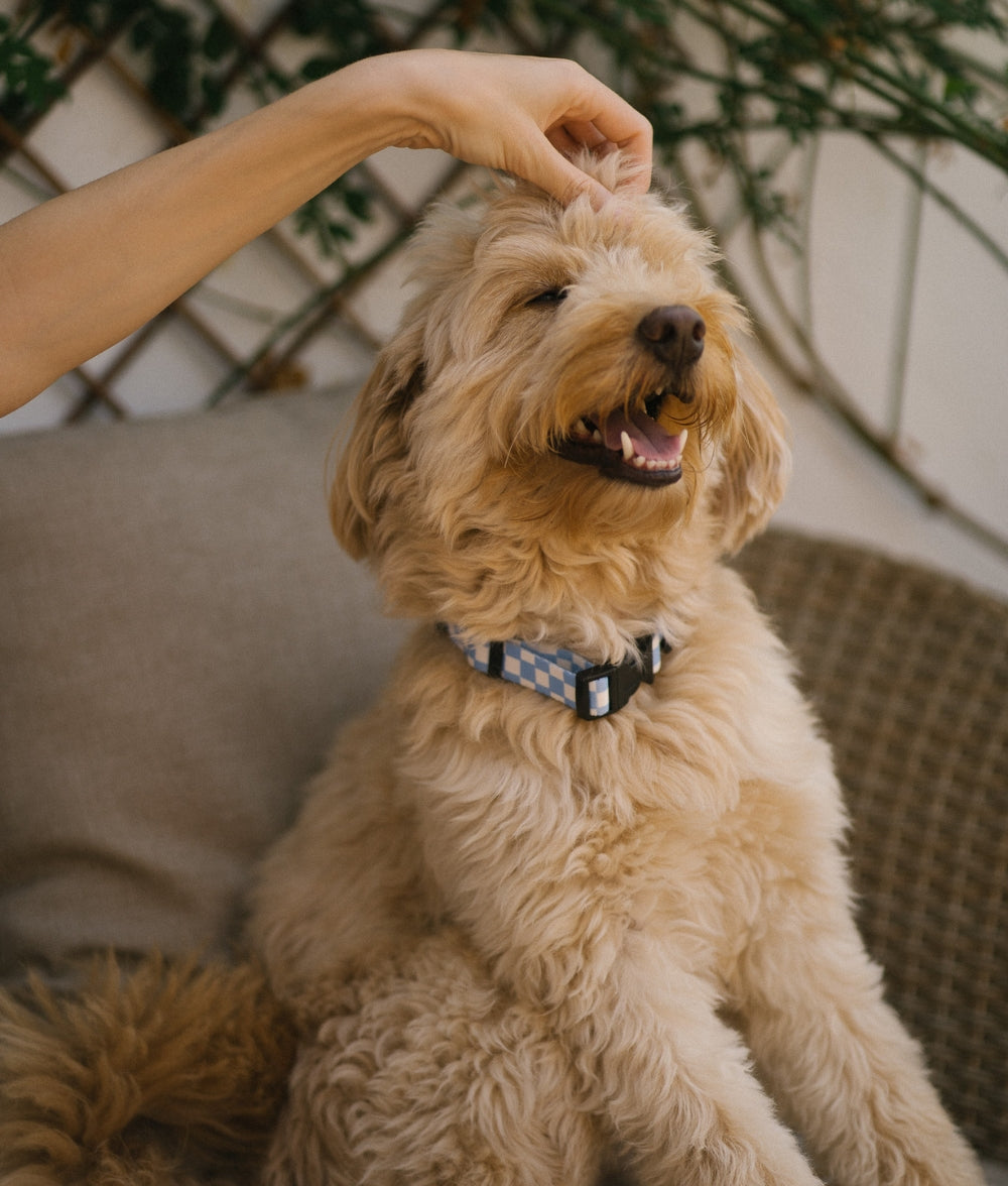 Collier PET Recyclé Vichy Design Bleu, Juno