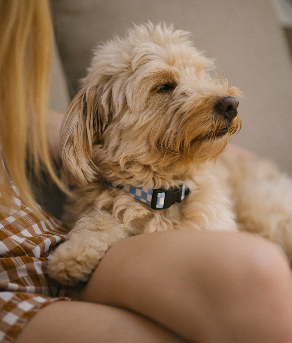 Collier PET Recyclé Vichy Design Bleu, Juno