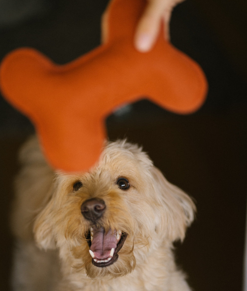 Jouet pour chien Tile, jouer