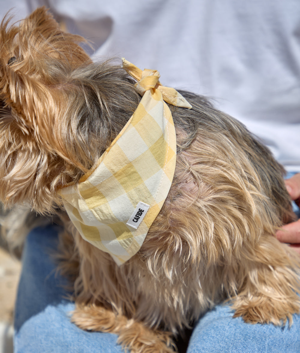 Dog Bandana Design Vichy Yellow, Nata