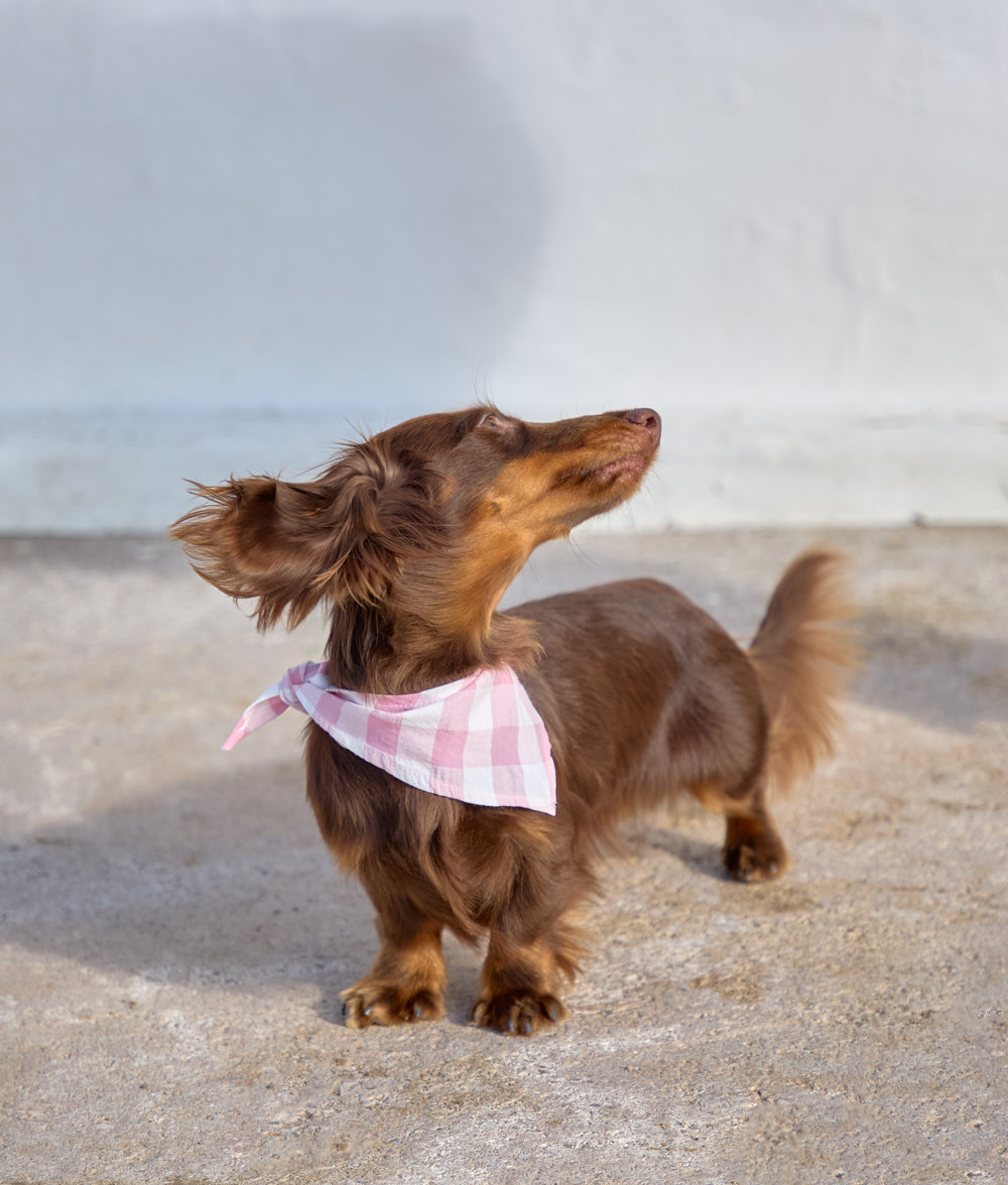 Dog Bandana Design Vichy Pink, Nata