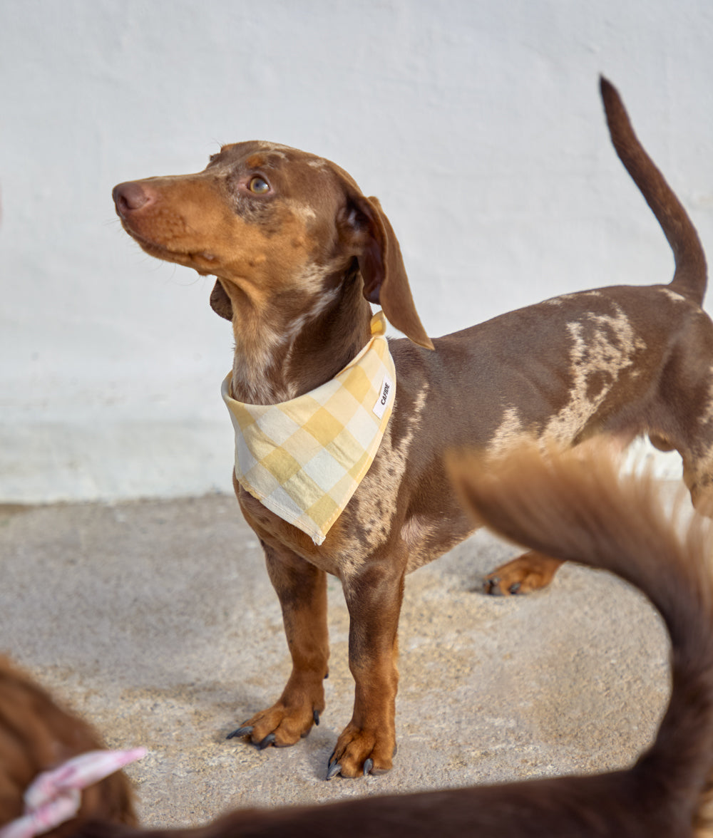Dog Bandana Design Vichy Yellow, Nata