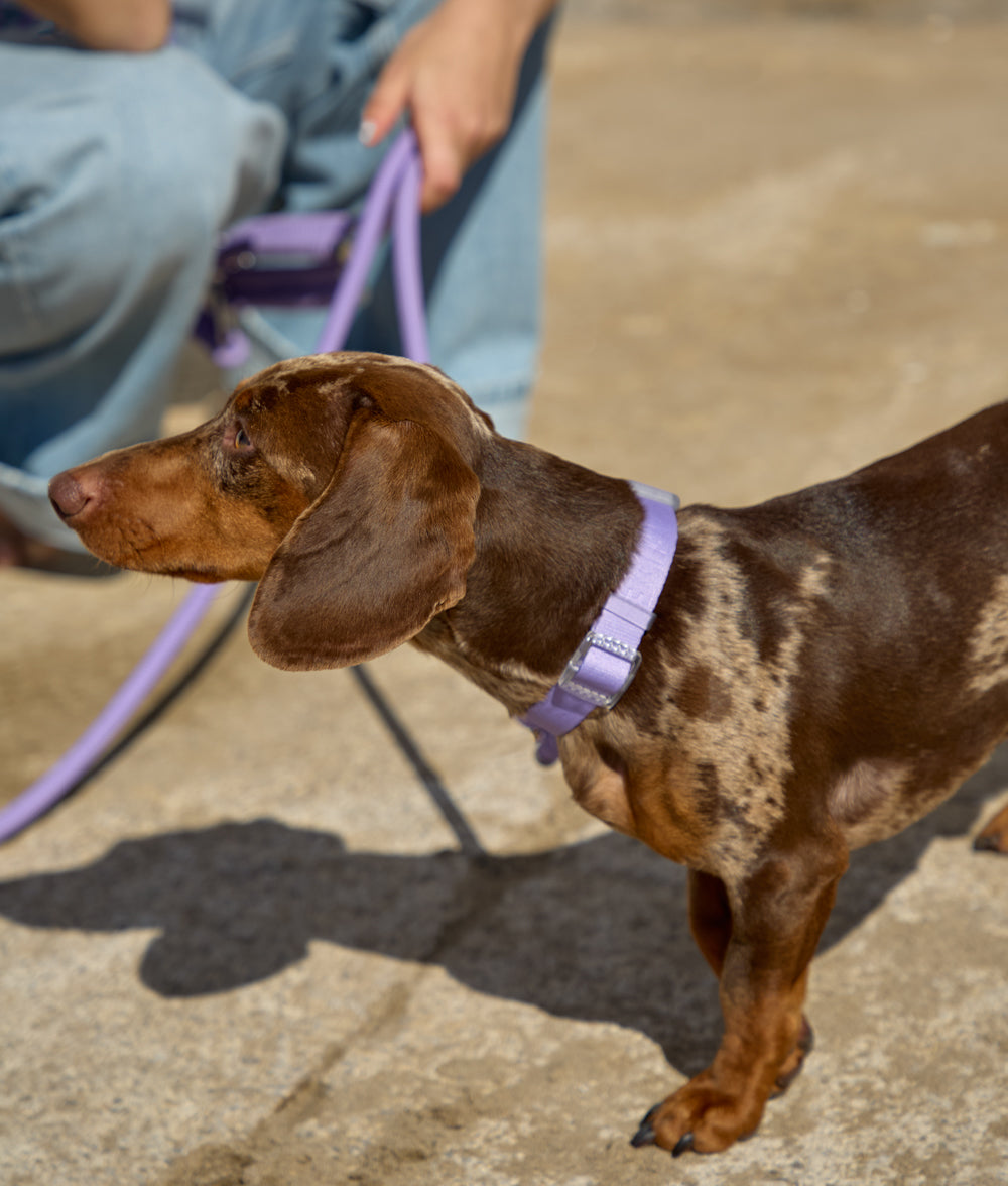 Violet Collar, Ona