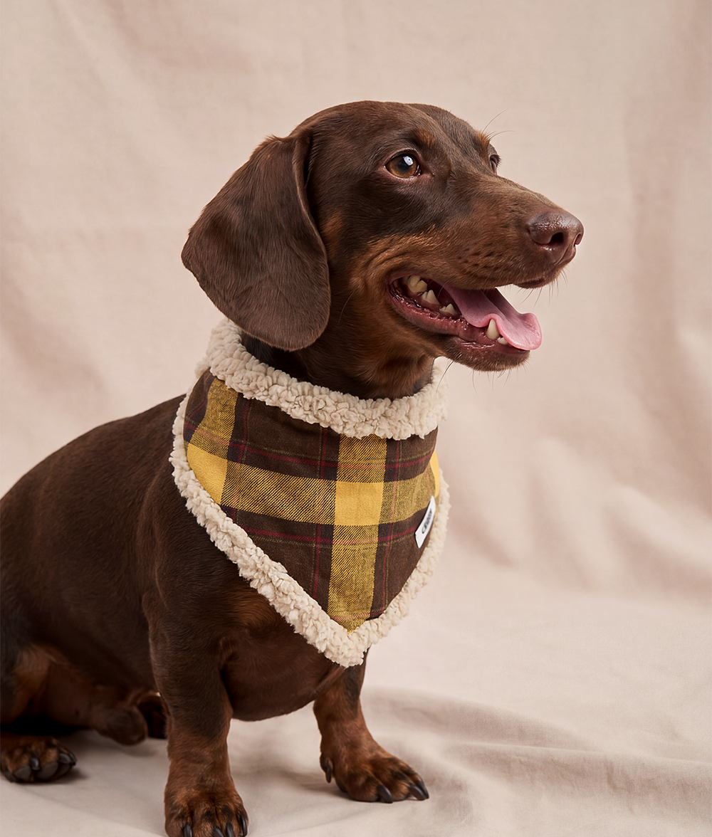 Bandana Pour Chien Tartan Moutarde, Nata
