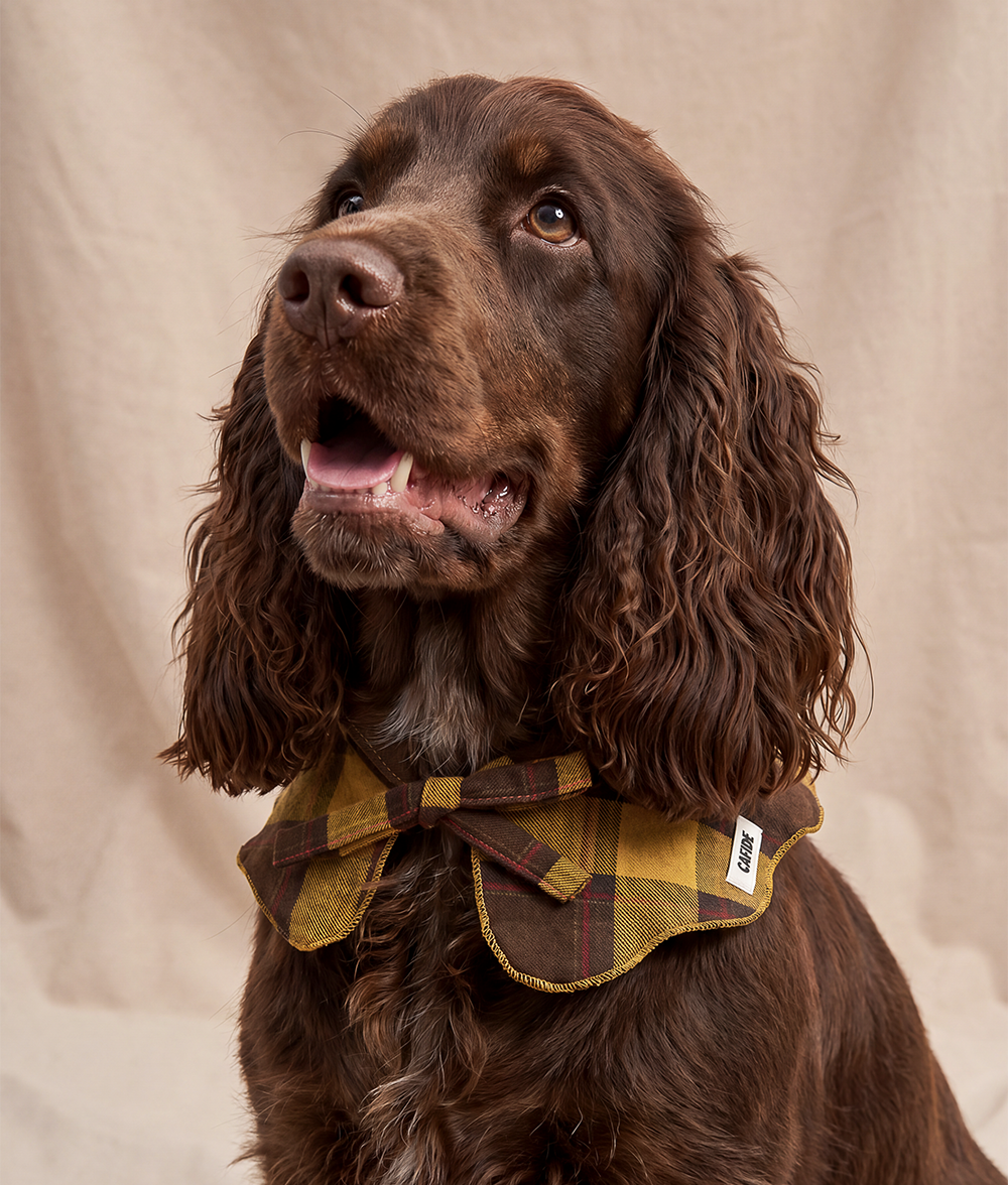 Hundebandana im Halsstil Tartan Senfgelb, Lola