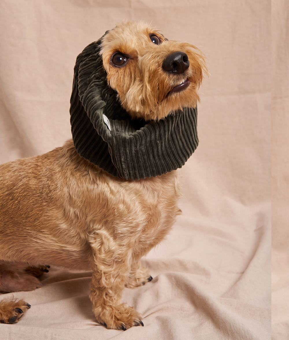 Snood Hund Cord Design Grün, Olga