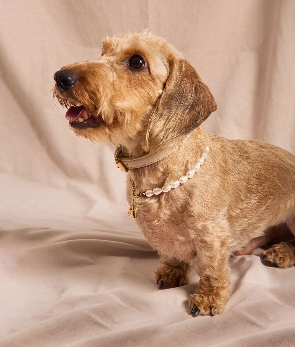 Gold Dog Collar with Pearls, Sira
