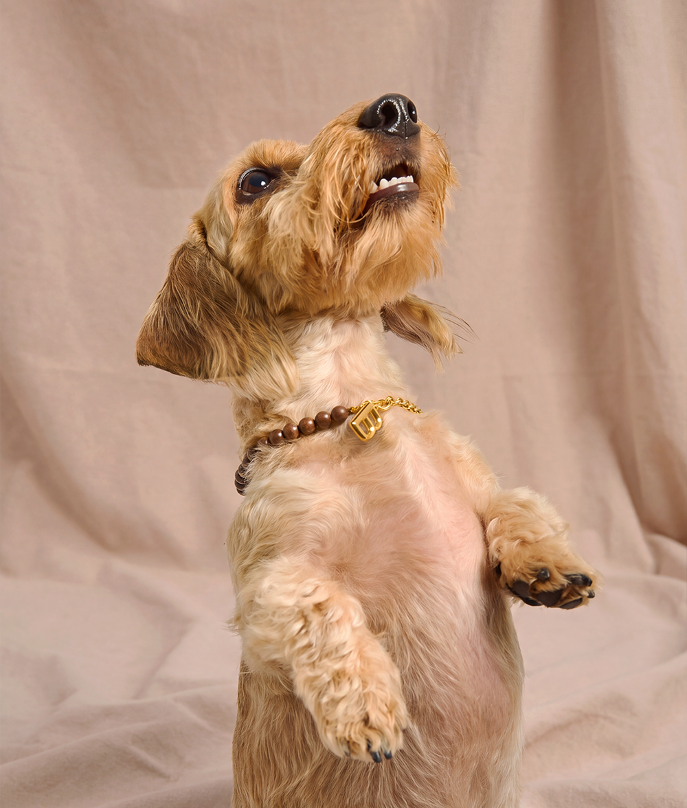 Goldenes Hundehalsband mit Holz, Sira
