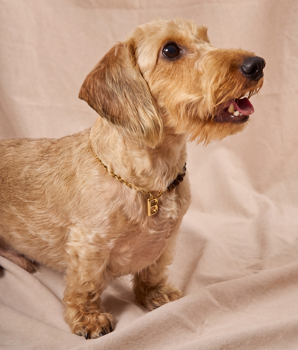 Goldenes Hundehalsband mit Holz, Sira