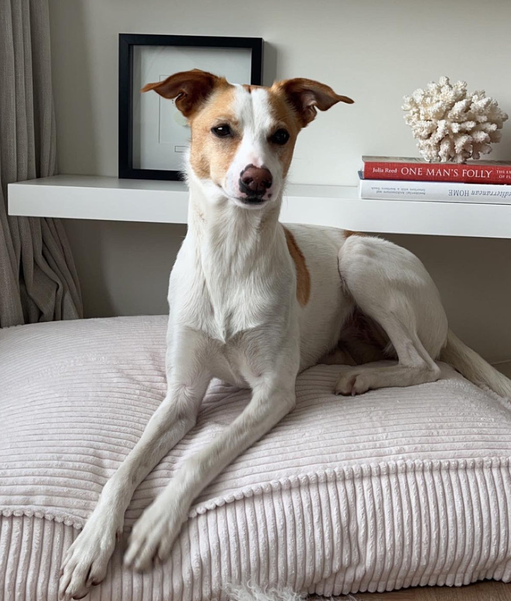 White Corduroy Dog Bed, Cuadra