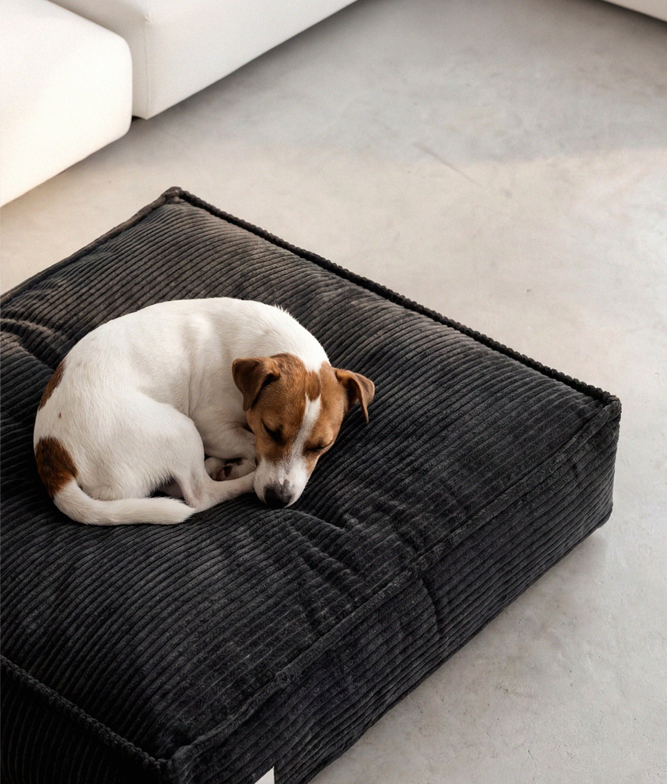 Cama Perro Pana Negro, Cuadra