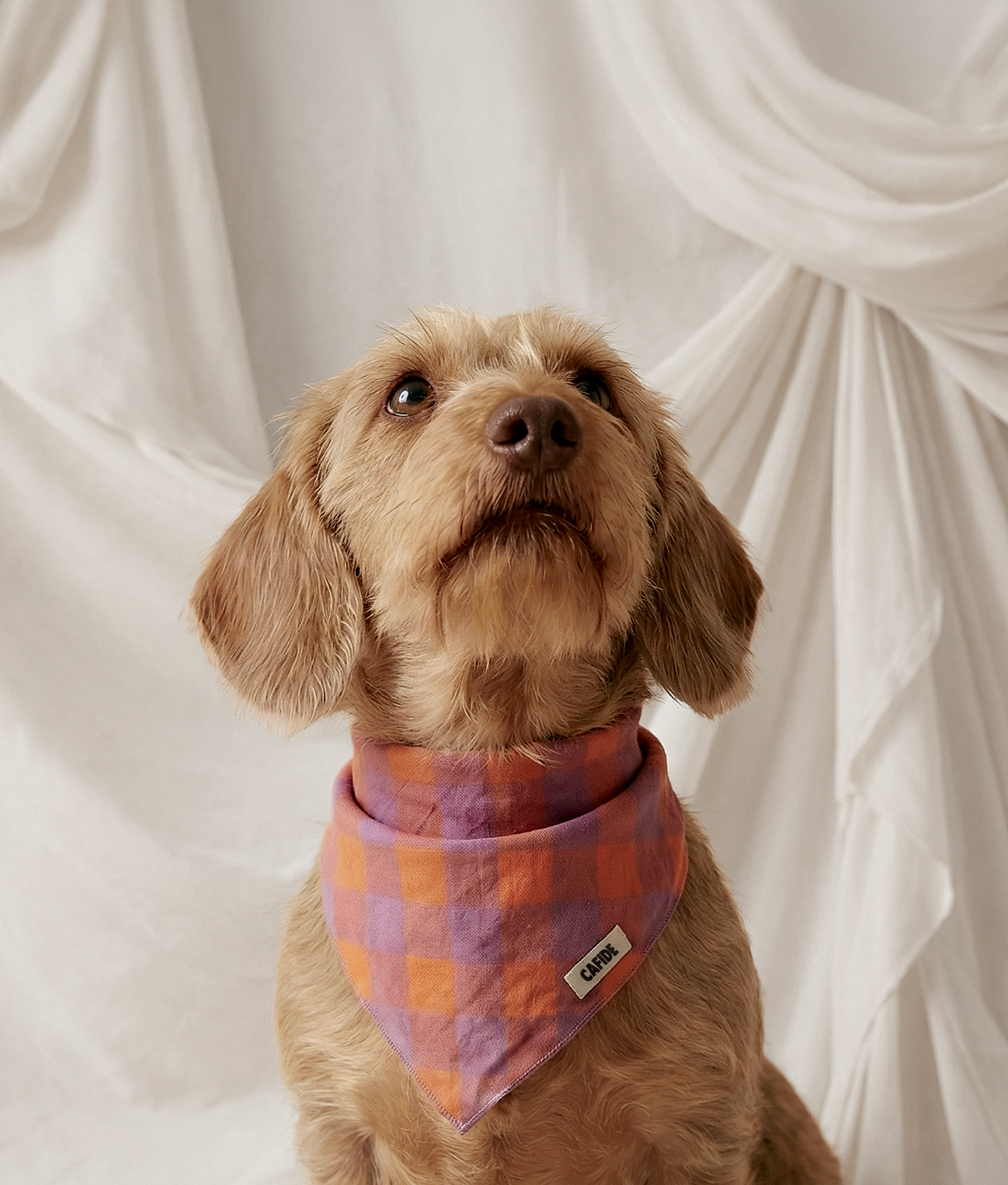 Dog Bandana Design Vichy Violet, Nata