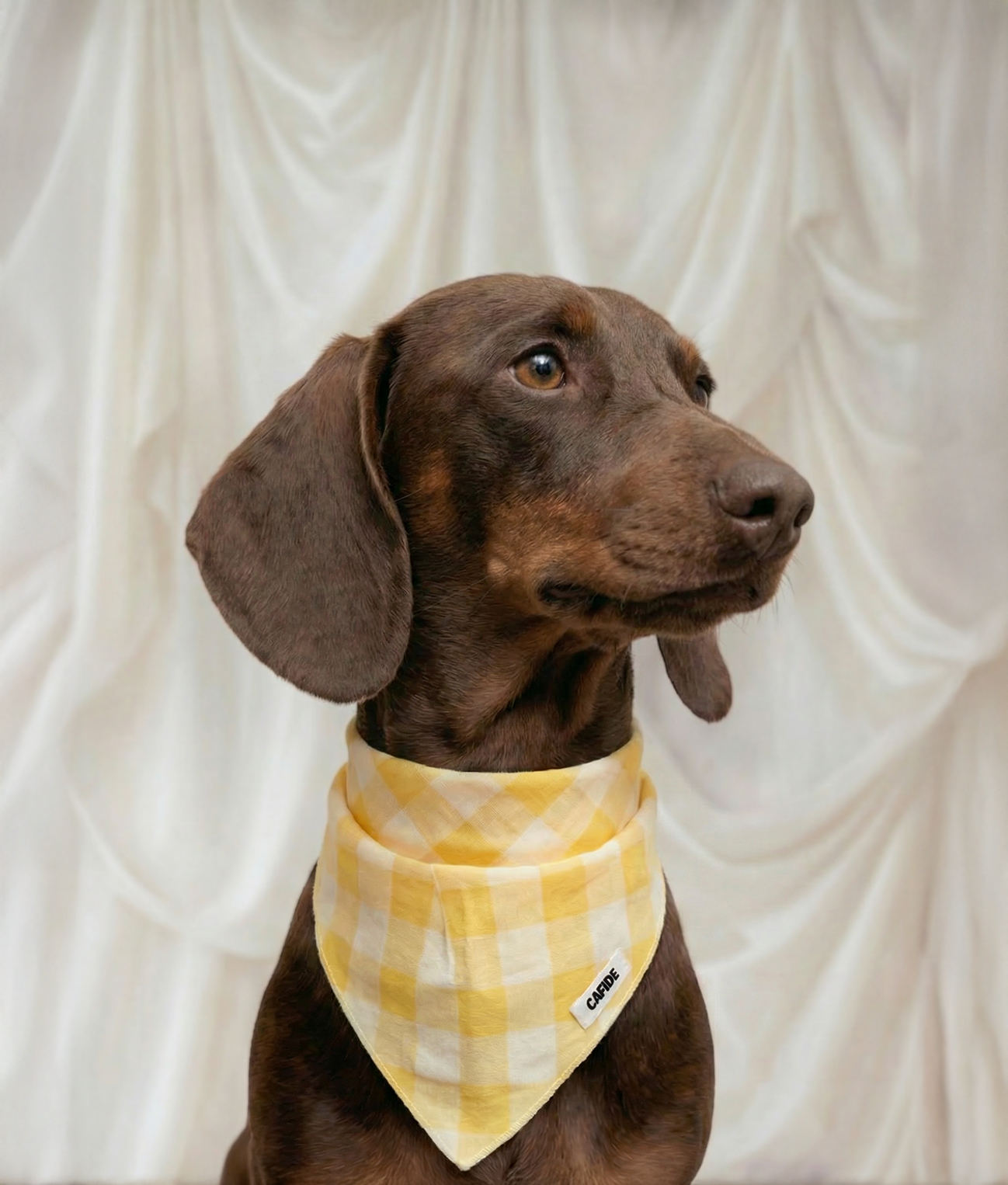 Dog Bandana Design Vichy Yellow, Nata