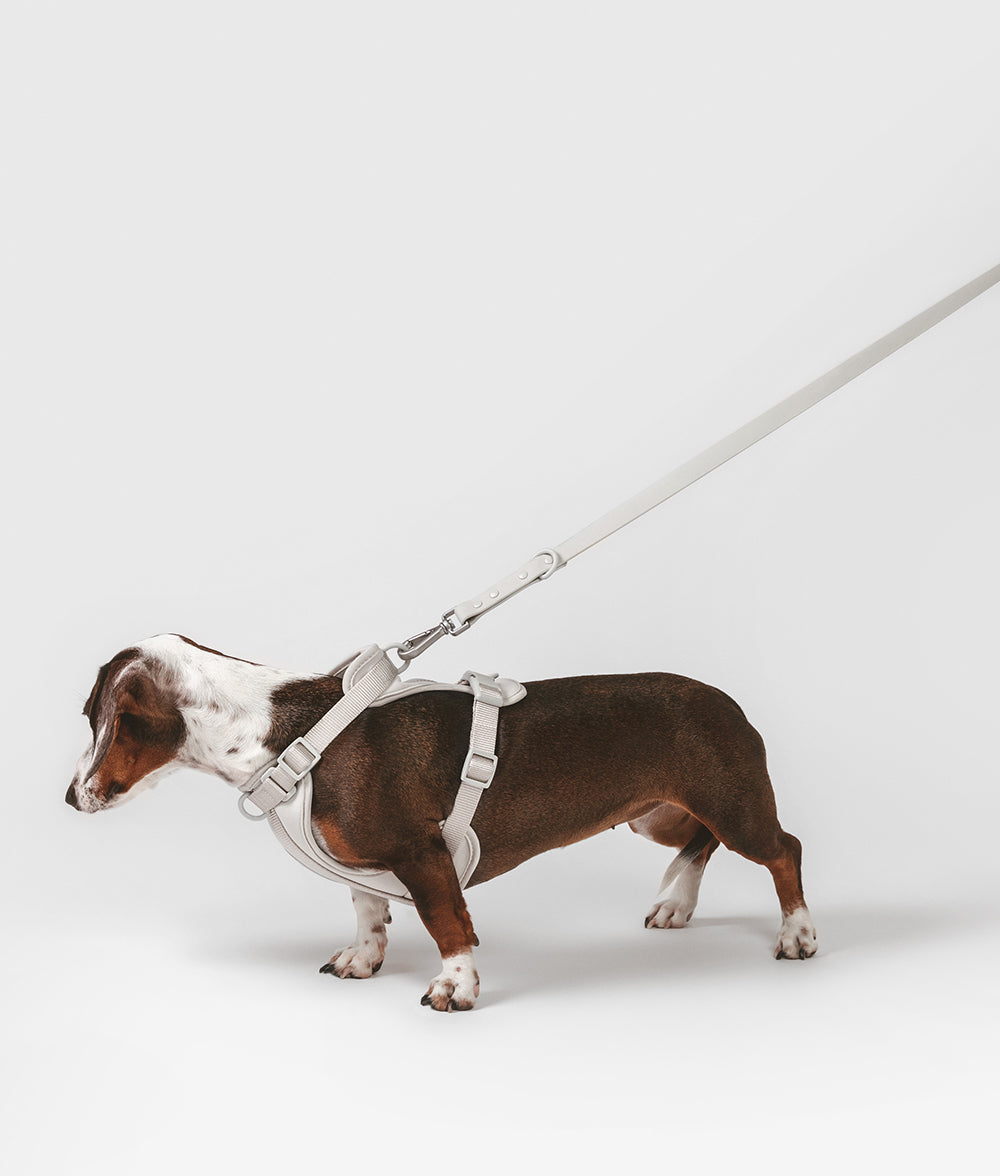 Harnais pour chien beige, Gala