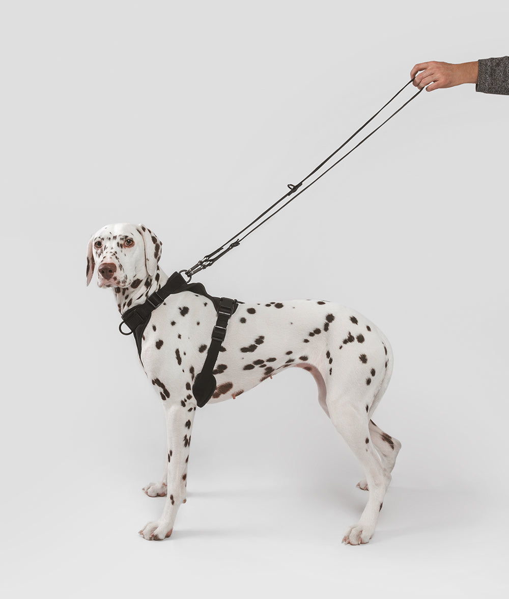 Hundegeschirr Schwarz, Gala