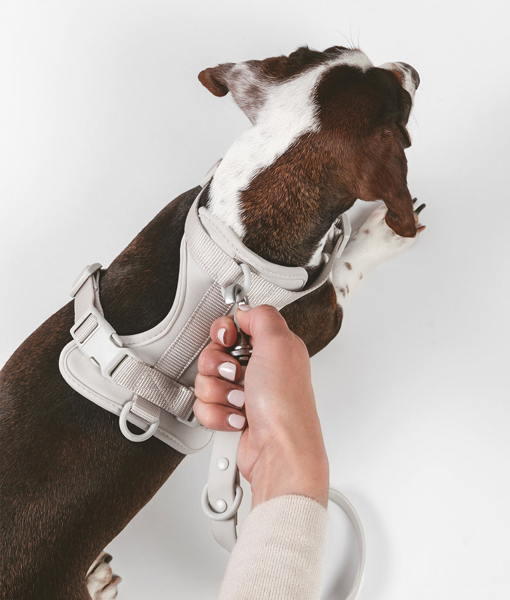 Harnais pour chien beige, Gala