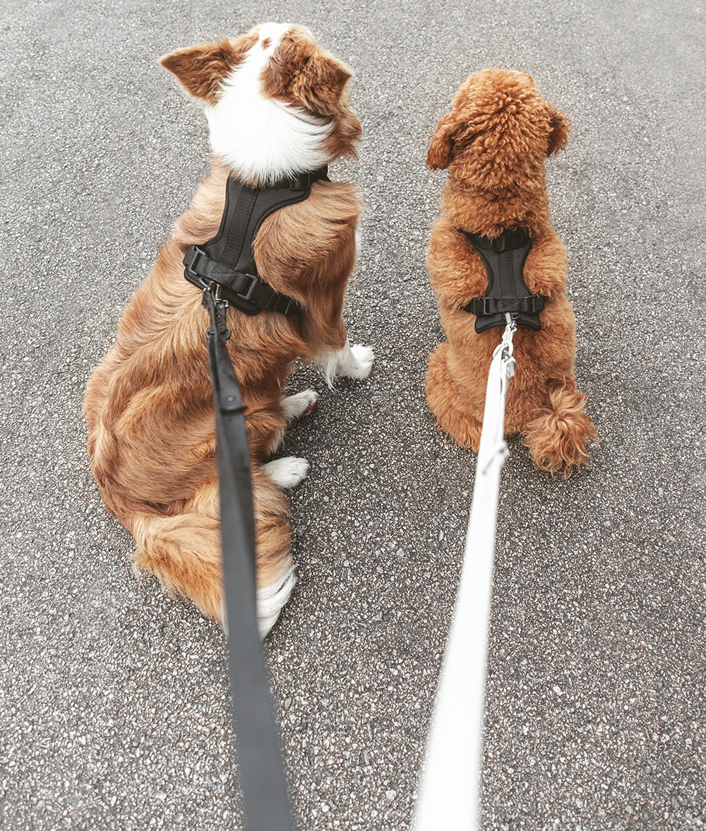 Black Dog Leash 1.95m, Gala