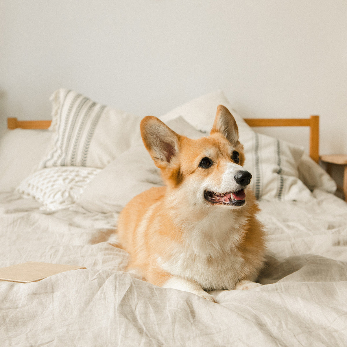 Perro en una cama
