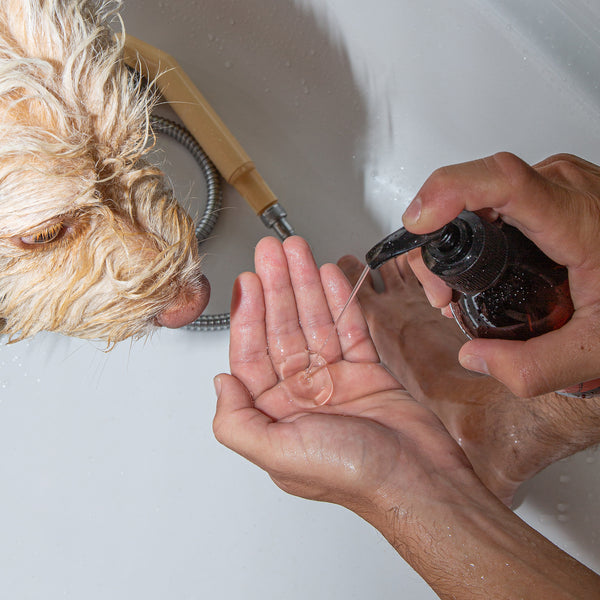 ¿Cada cuánto se baña un perro?