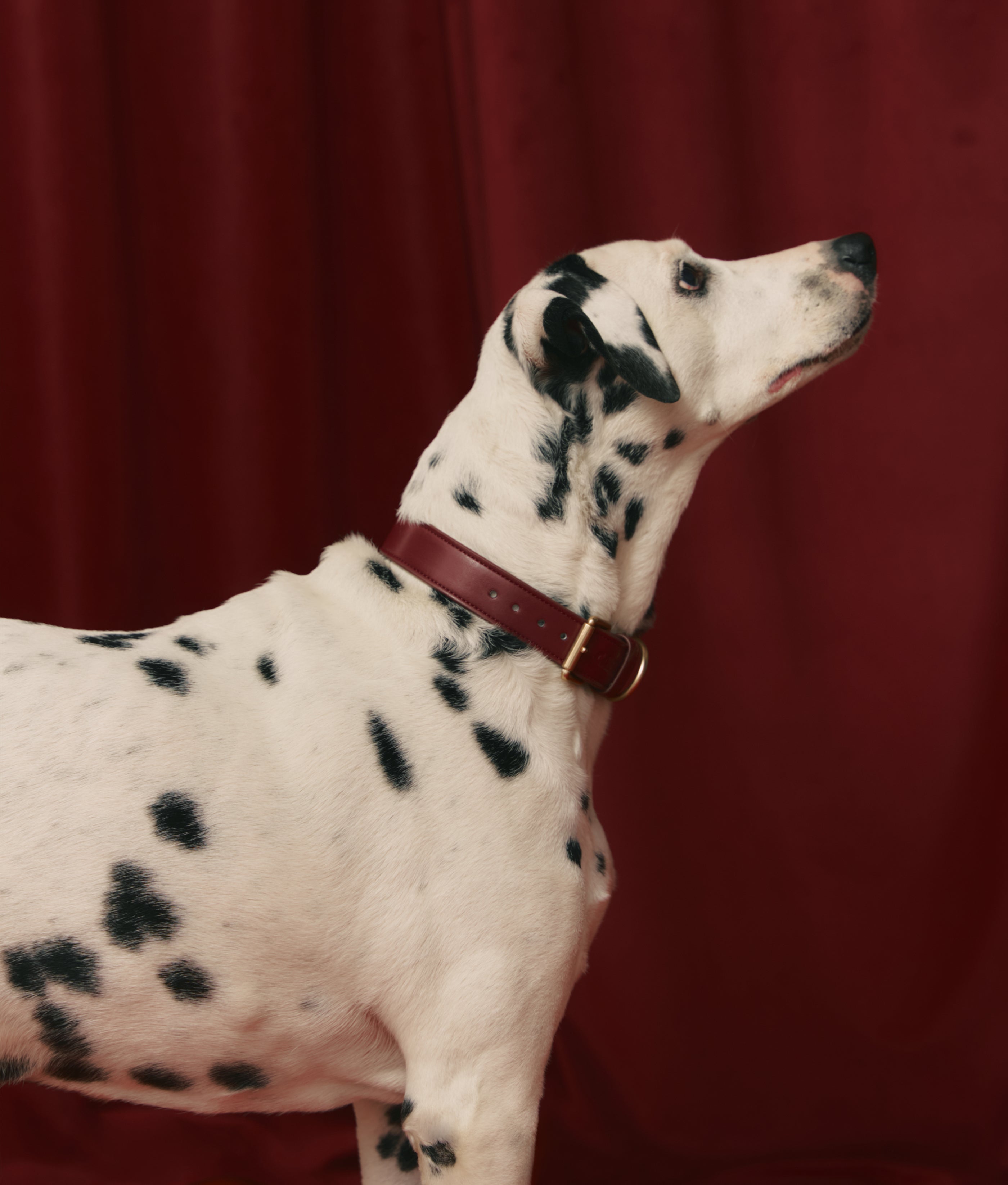 Burgunderrotes Hundehalsband aus Veganem Leder, Jala