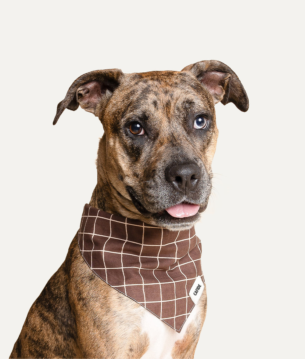 Hundehalstuch Design Lines Braun, Nata