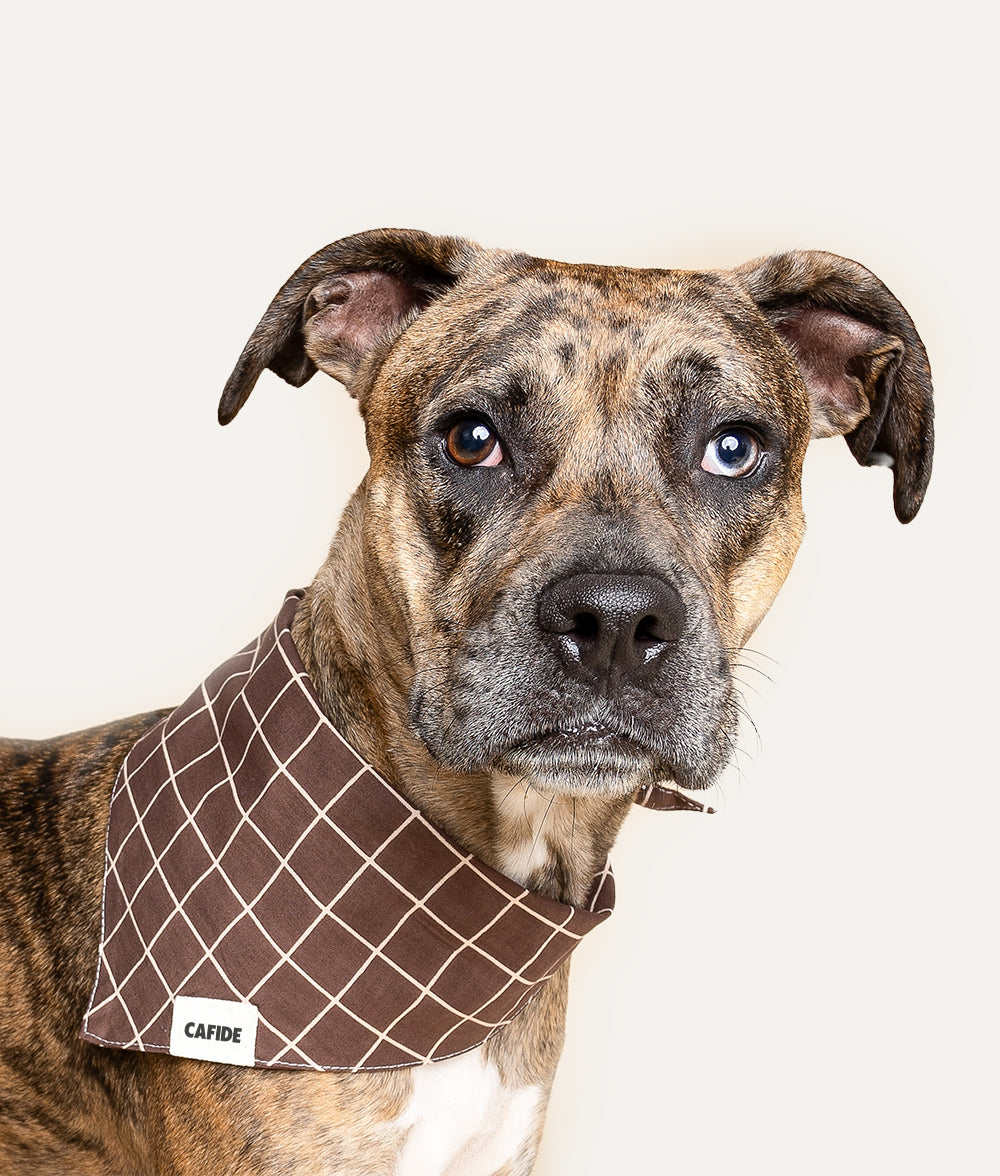 Hundehalstuch Design Lines Braun, Nata
