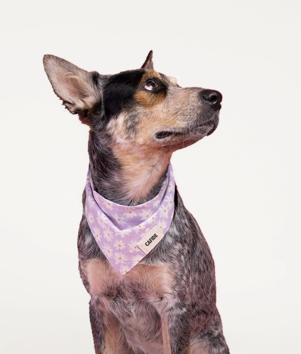 Hundehalstuch im Violetta-Blumen-Design, Nata