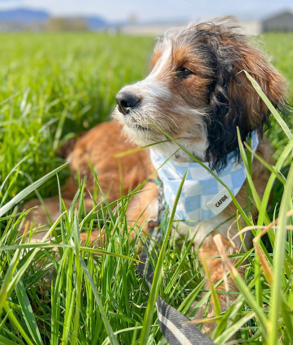 Hundehalstuch im Vichy-Blau-Design, Nata