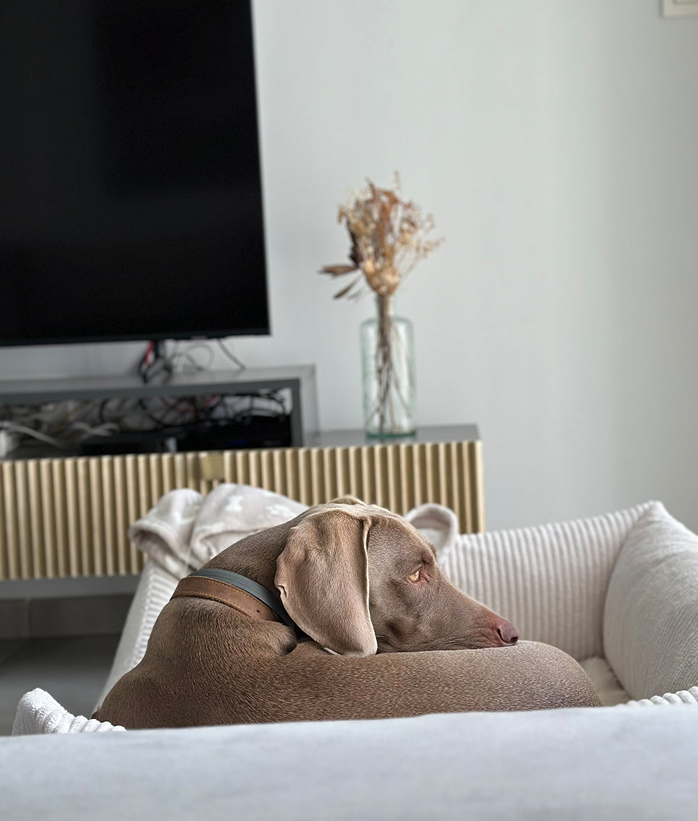 Knochenweißes Cord-Hundebett, Snozy 