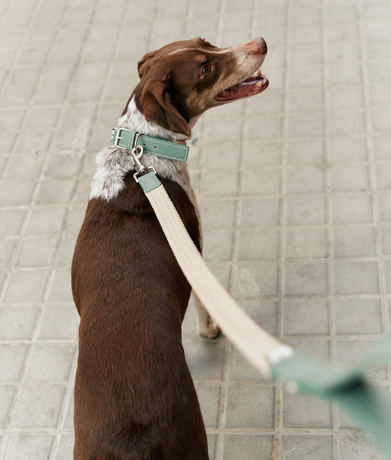 Pack Collar y Correa Vegano Verde, Corda