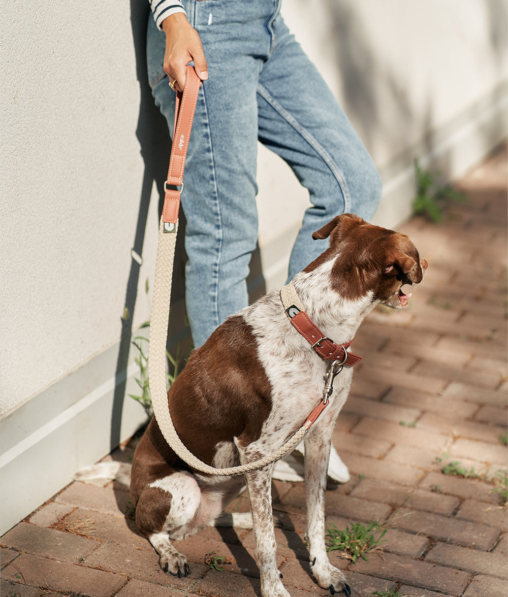 Brown Vegan Collar and Leash Pack, Corda