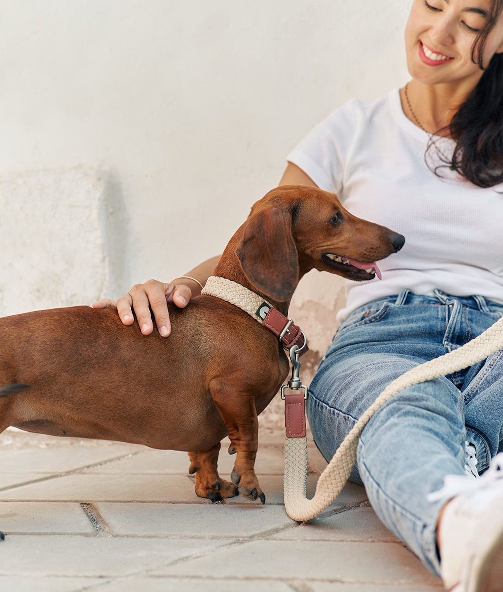 Brown Vegan Collar and Leash Pack, Corda