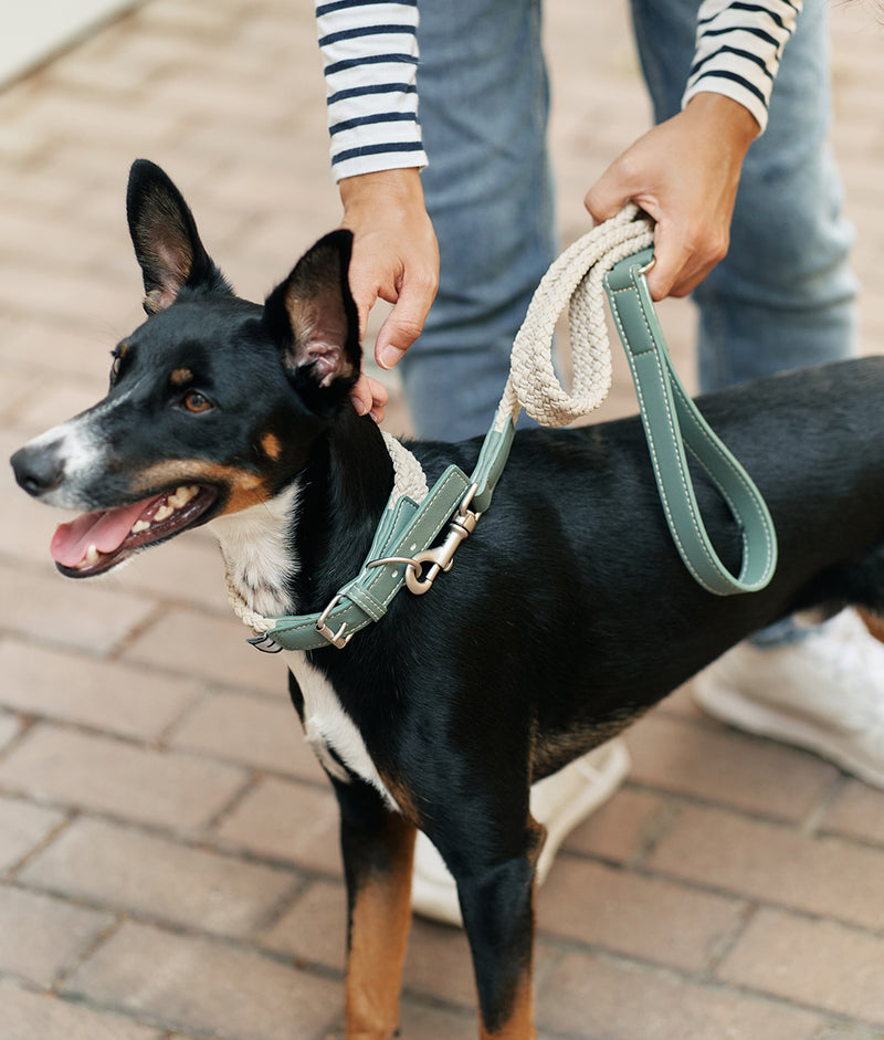 Green Vegan Collar and Leash Pack, Corda