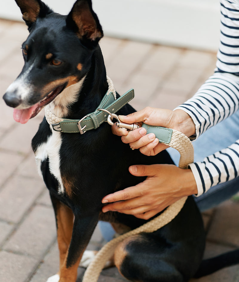 Green Vegan Collar and Leash Pack, Corda