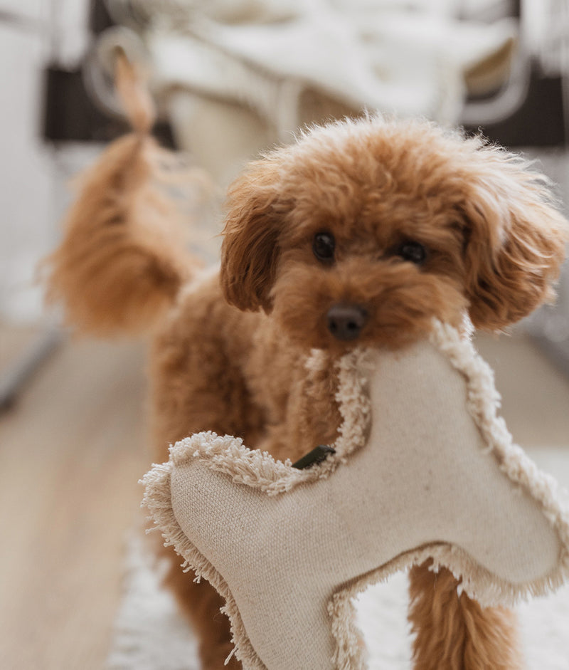 Jouet pour chien os blanc, Fleky