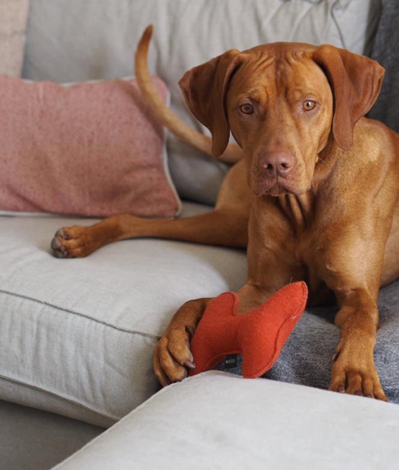 Terracotta Dog Toy, Play