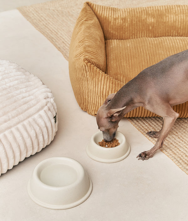 Pack 2 Bowls Ceramic Dog Feeders Bone White, Bole